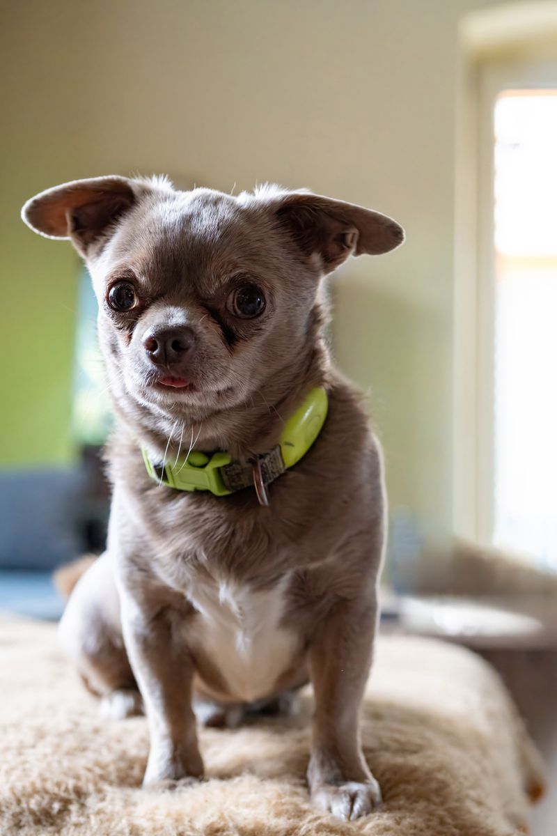 Some dog breeds naturally prefer going through everyday life right beside their people 8 Chihuahua