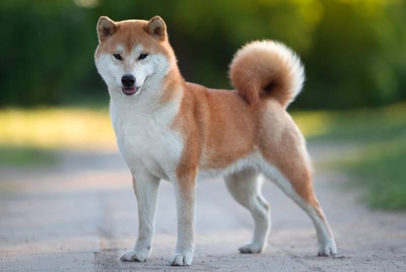 8 Exceptionally Well-Behaved Dog Breeds (And 8 That Are Far More Challenging) 17 Shiba Inu