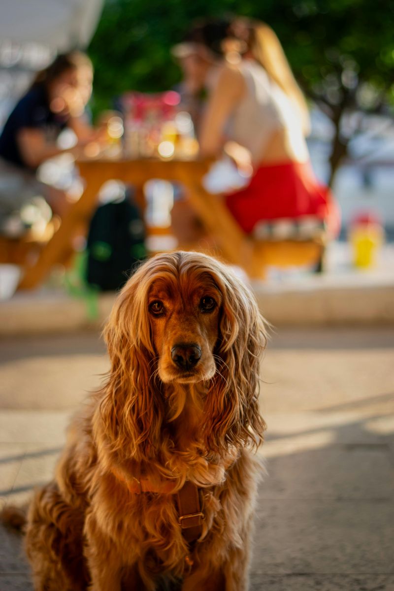 Cocker Spaniel