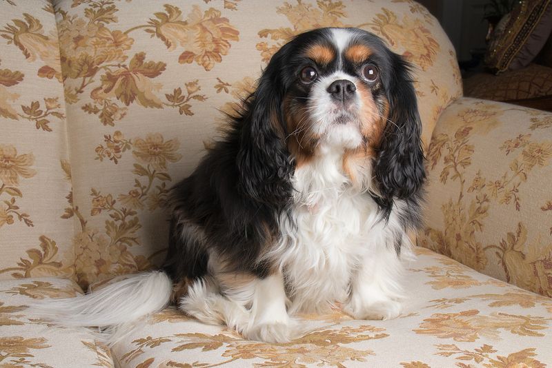 Cavalier King Charles Spaniel
