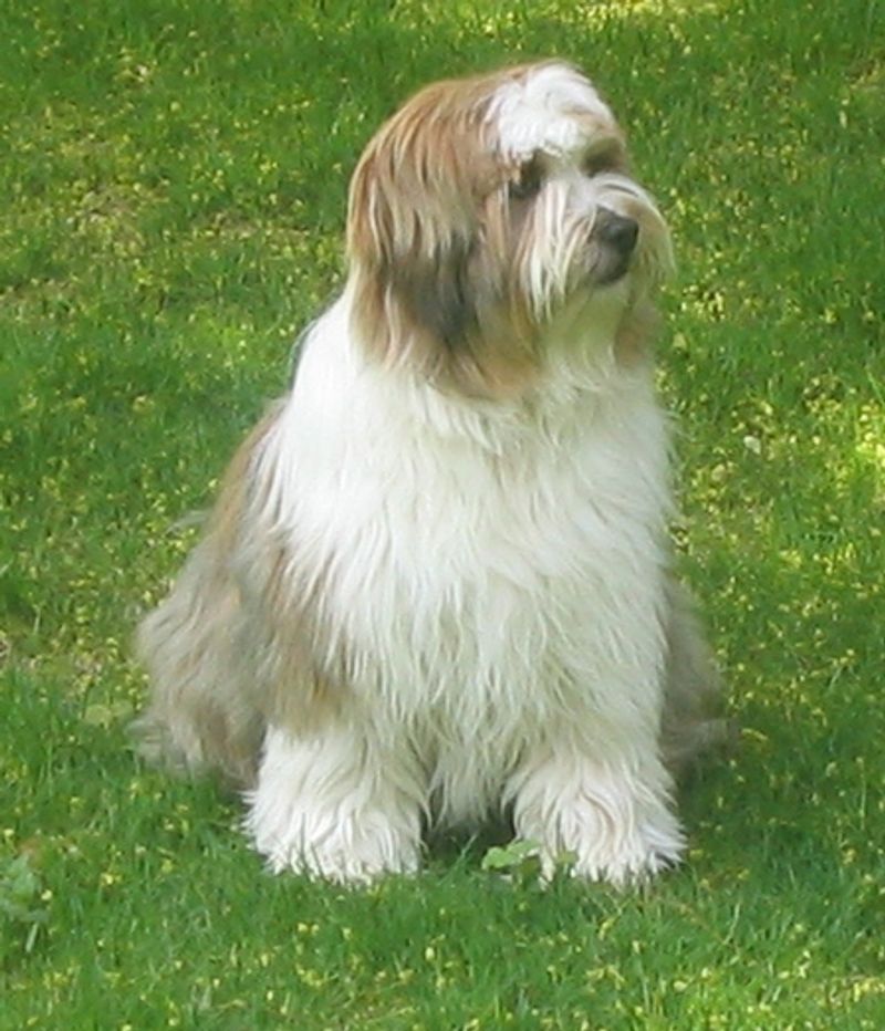 20 dog breeds that still feel fresh, exciting and underrated compared to the usual favorites 21 Tibetan Terrier