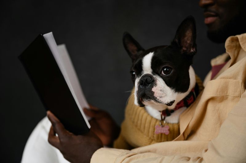 Boston Terrier