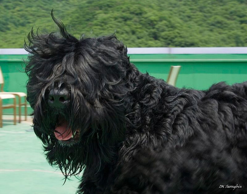 Black Russian Terrier