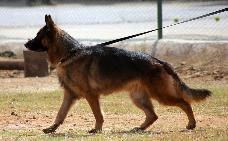 28 Dog Breeds That Demand Patience, Skill, and Leadership 9 German Shepherd