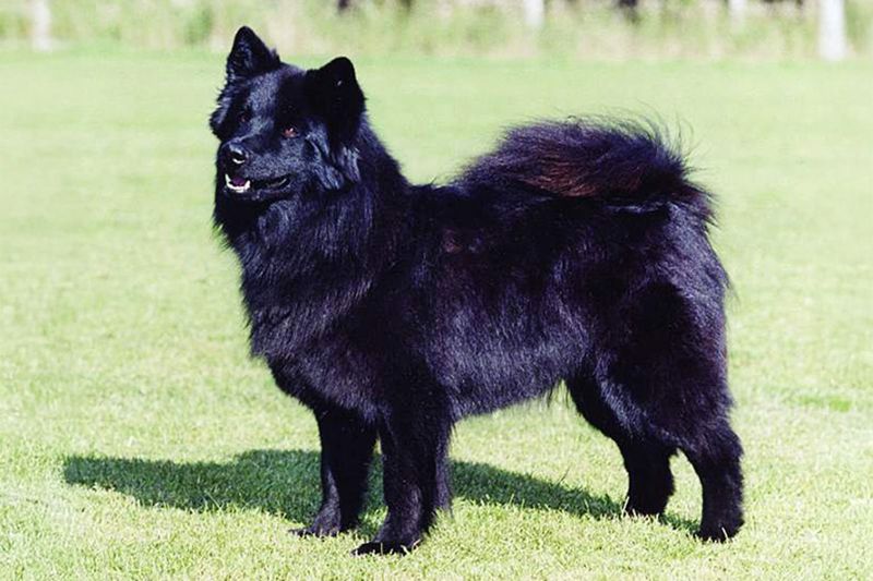15 Ultra-Rare Dog Breeds You’ll Almost Never Spot in Everyday Life 9 Swedish Lapphund
