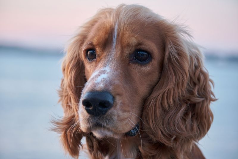 The internet makes one type of dog look unavoidable - Younger owners aren't necessarily following the script 11 Cocker Spaniel