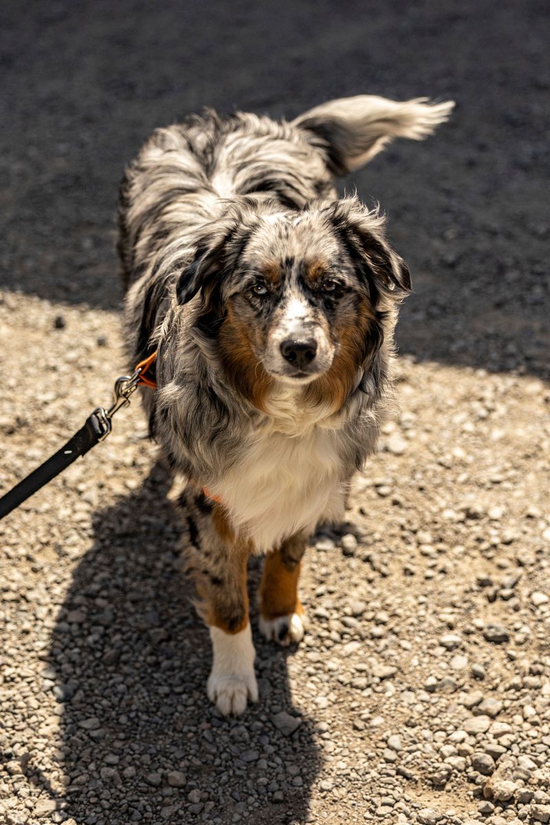 Everything around them can become chaotic - These dogs often seem to get more focused instead 9 Australian Shepherd