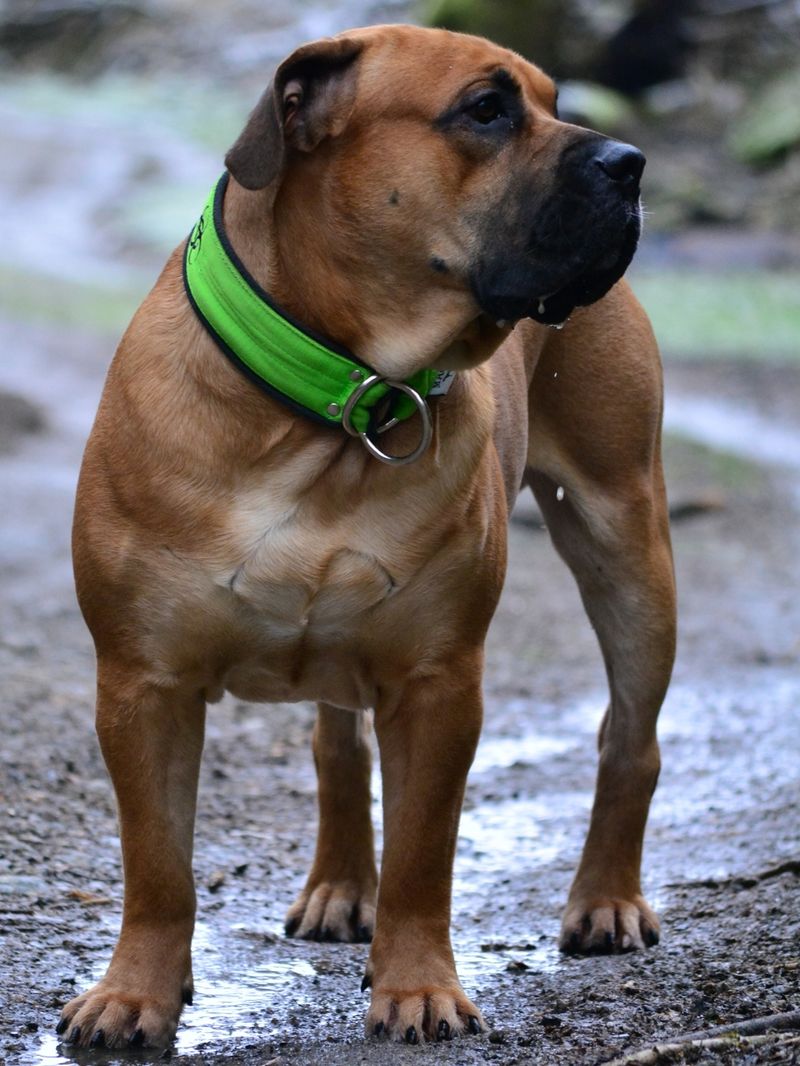 26 Bulldog Breeds Recognized for Their Strength and Endurance 20 Ca de Bou