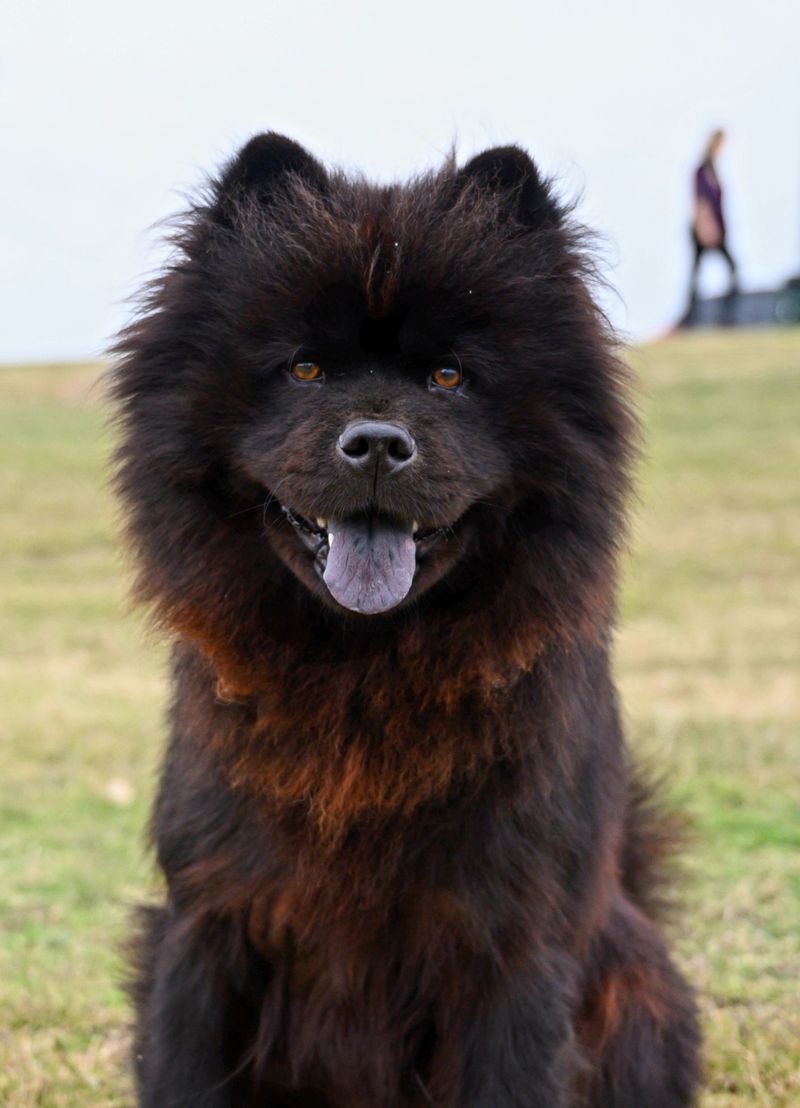 Stop measuring your dog's love by cuddles - Some of the strongest signals look completely different 8 Chow Chow - sit-close, face-out protection
