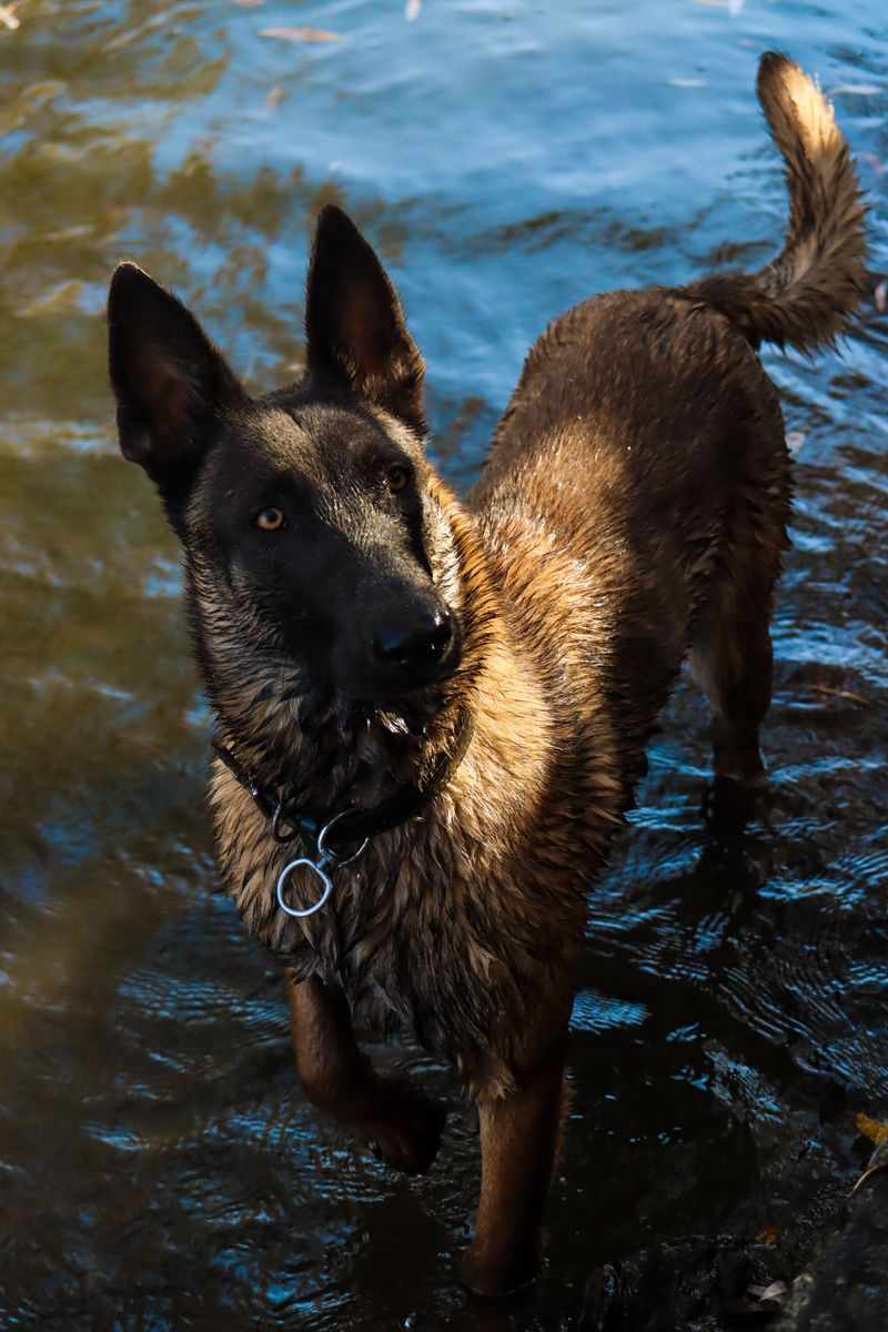Don't let the cute faces fool you - These 13 dog breeds were built to move 13 Belgian Malinois