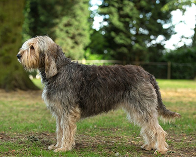 24 Distinctive Dog Breeds You Don’t See Every Day 11 Otterhound