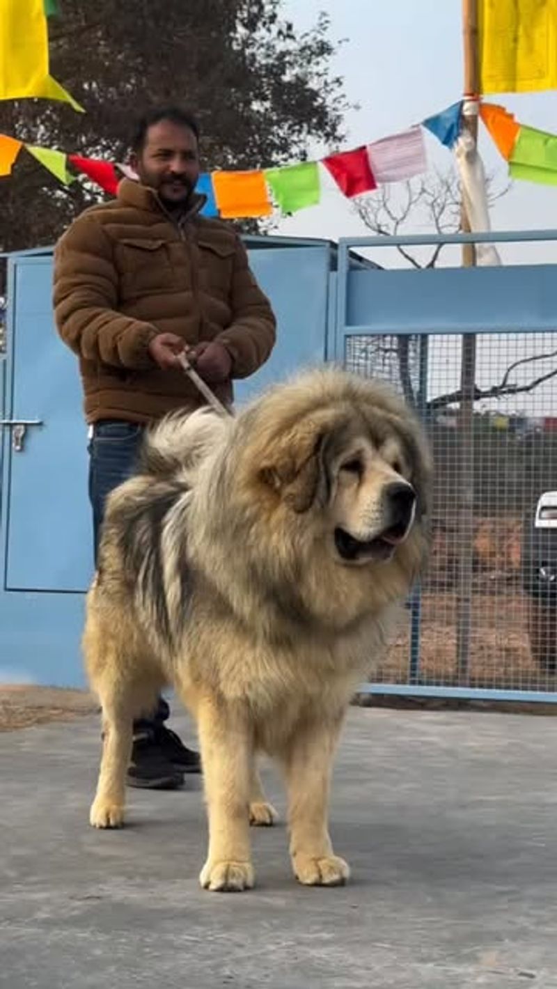 Tibetan Mastiff