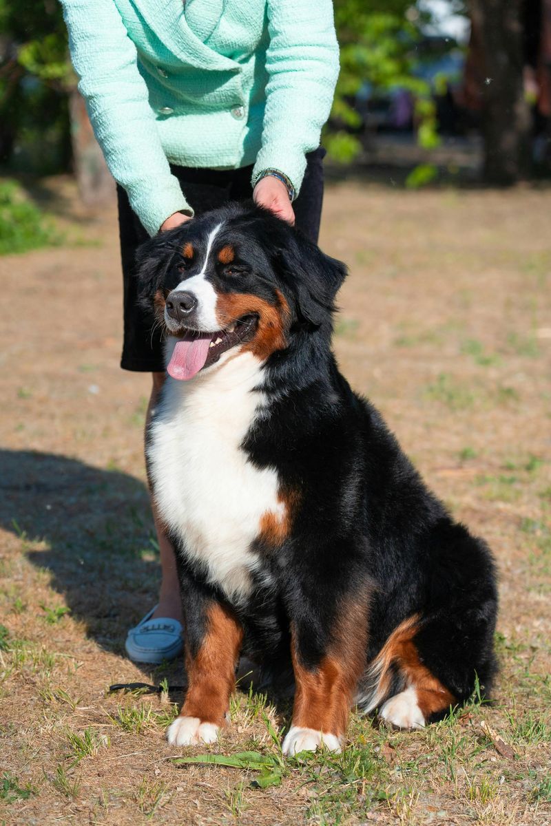 Bernese Mountain Dog
