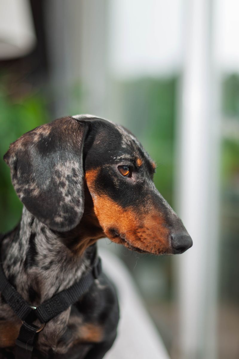 13 breeds that frequently exceed owners' lifespan expectations 5 Dachshund
