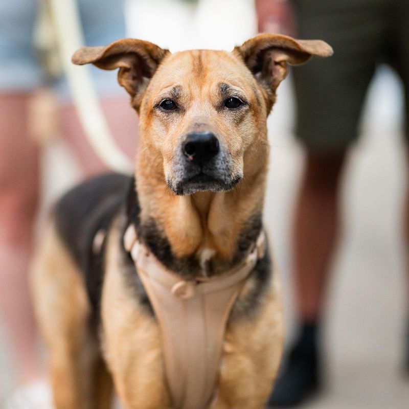German Pit