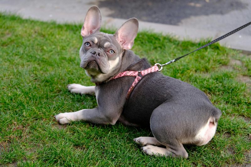 French Bulldog