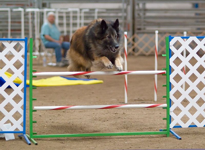 25 Strong-Willed Dog Breeds That Challenge Even Seasoned Owners 26 Belgian Tervuren