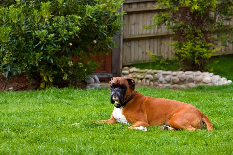 People choose these 12 dog breeds for one reason - but end up loving them for another 5 Boxer