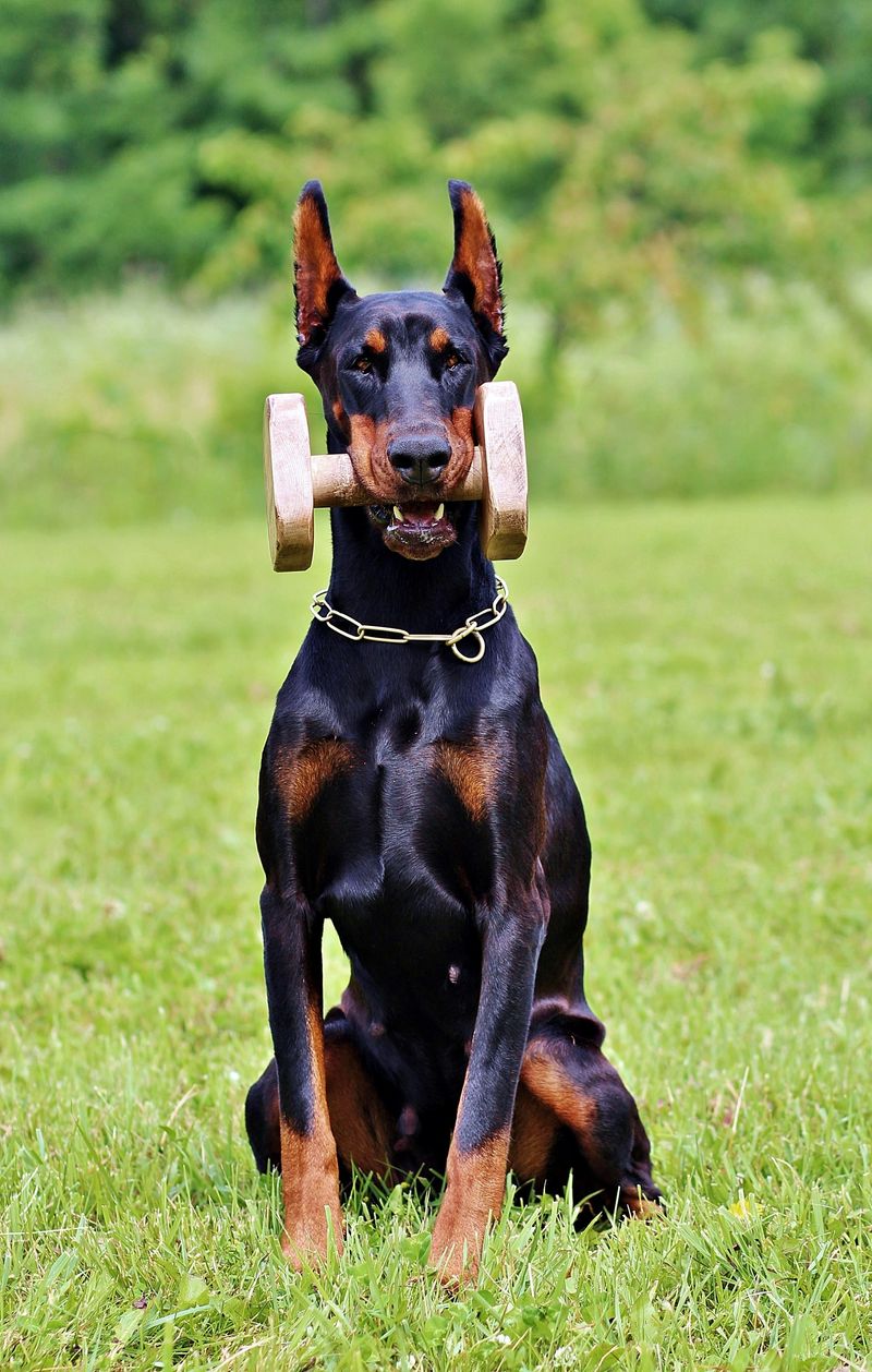 These dog breeds show just how differently canine personalities can respond to unfamiliar people 10 Doberman Pinscher