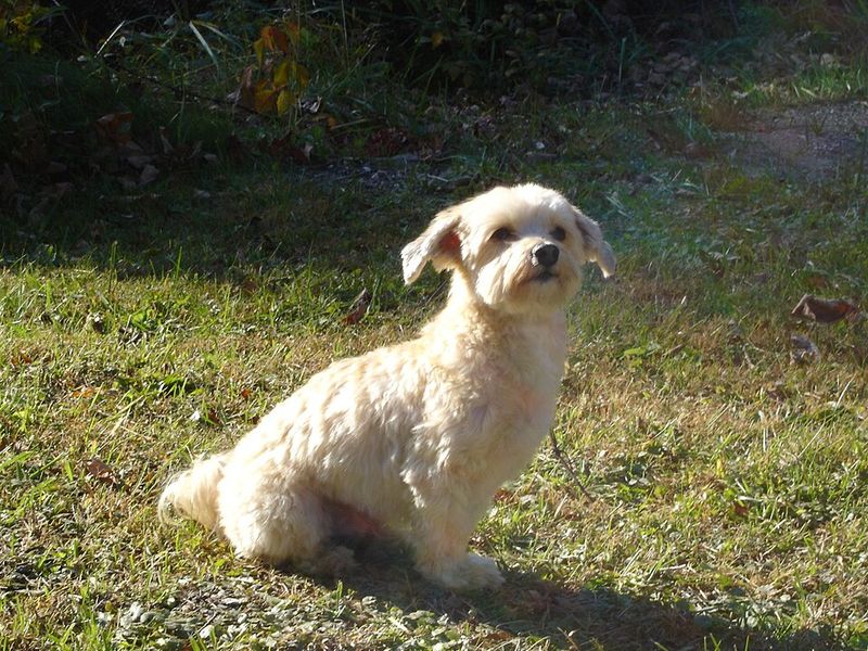 If your schedule changes often, these dog breeds deserve a little extra understanding 7 Havanese