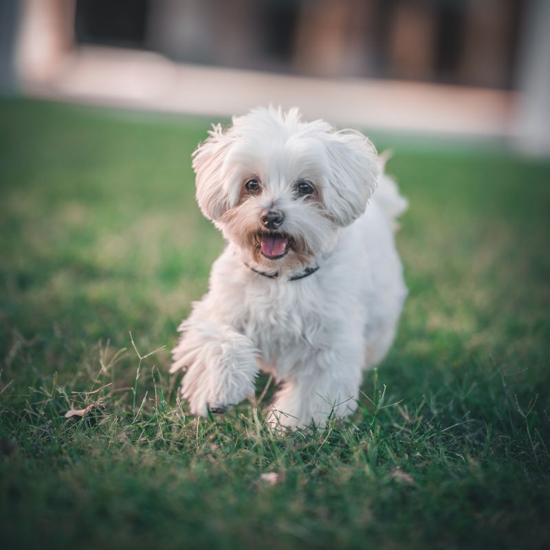 Maltese