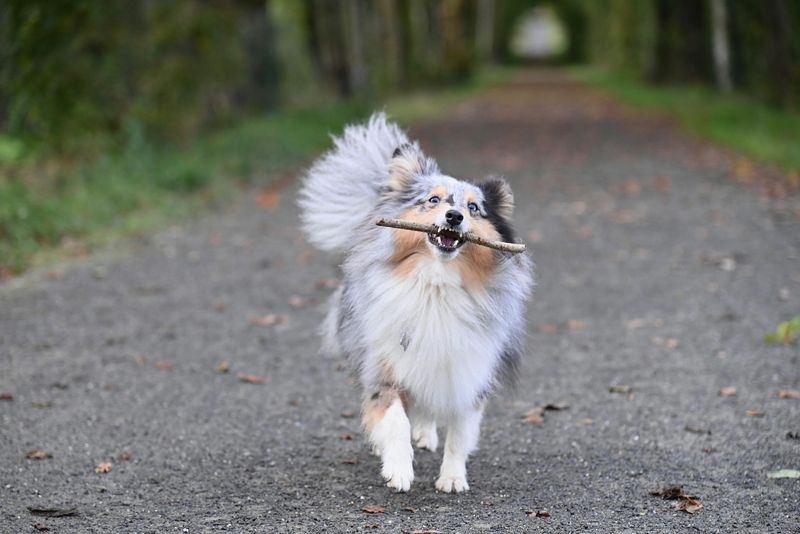 Shetland Sheepdog