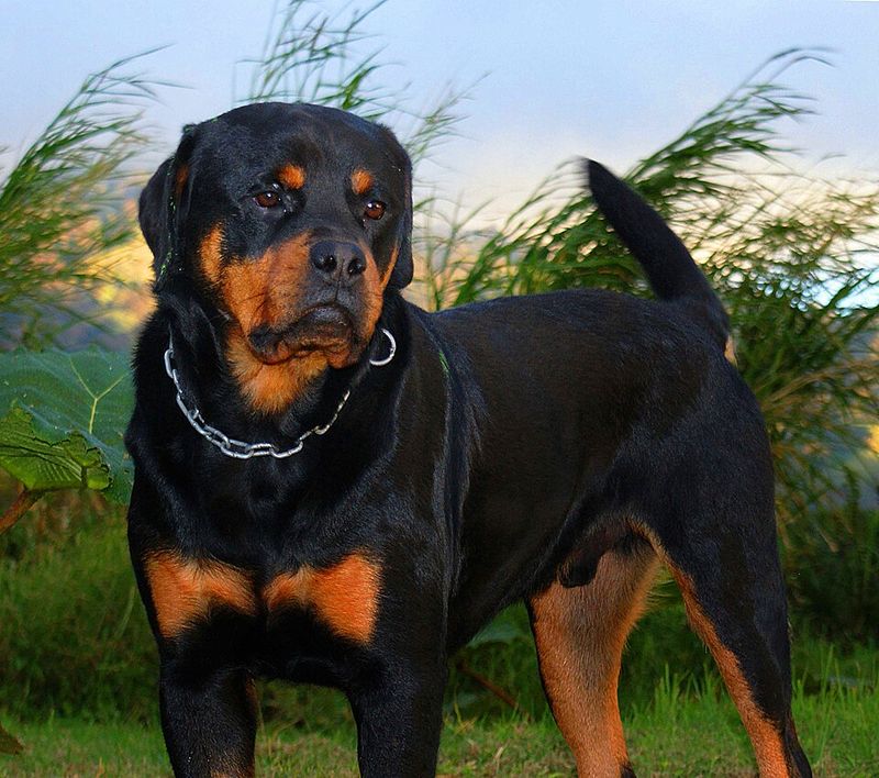 Rottweiler