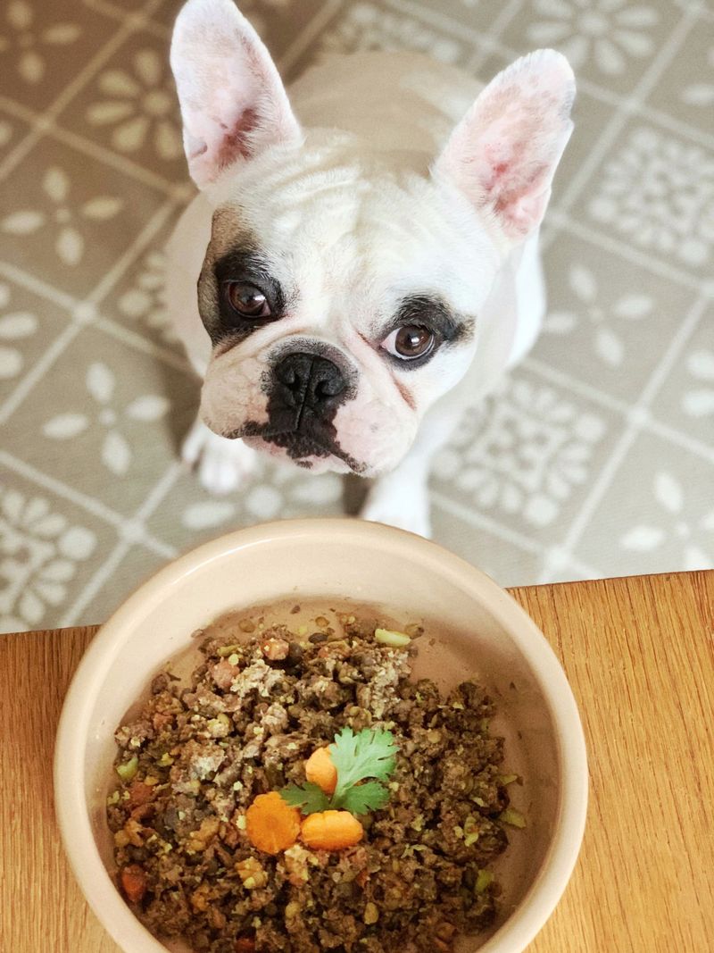 12 dogs that love food so much owners have to stay alert 12 French Bulldog