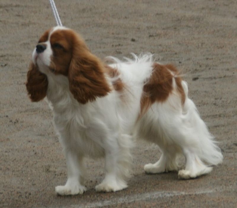 Cavalier King Charles Spaniel