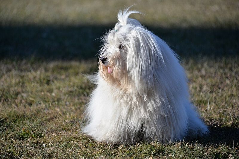 If harmony at home matters most, these dog breeds deserve your attention 4 Coton de Tulear