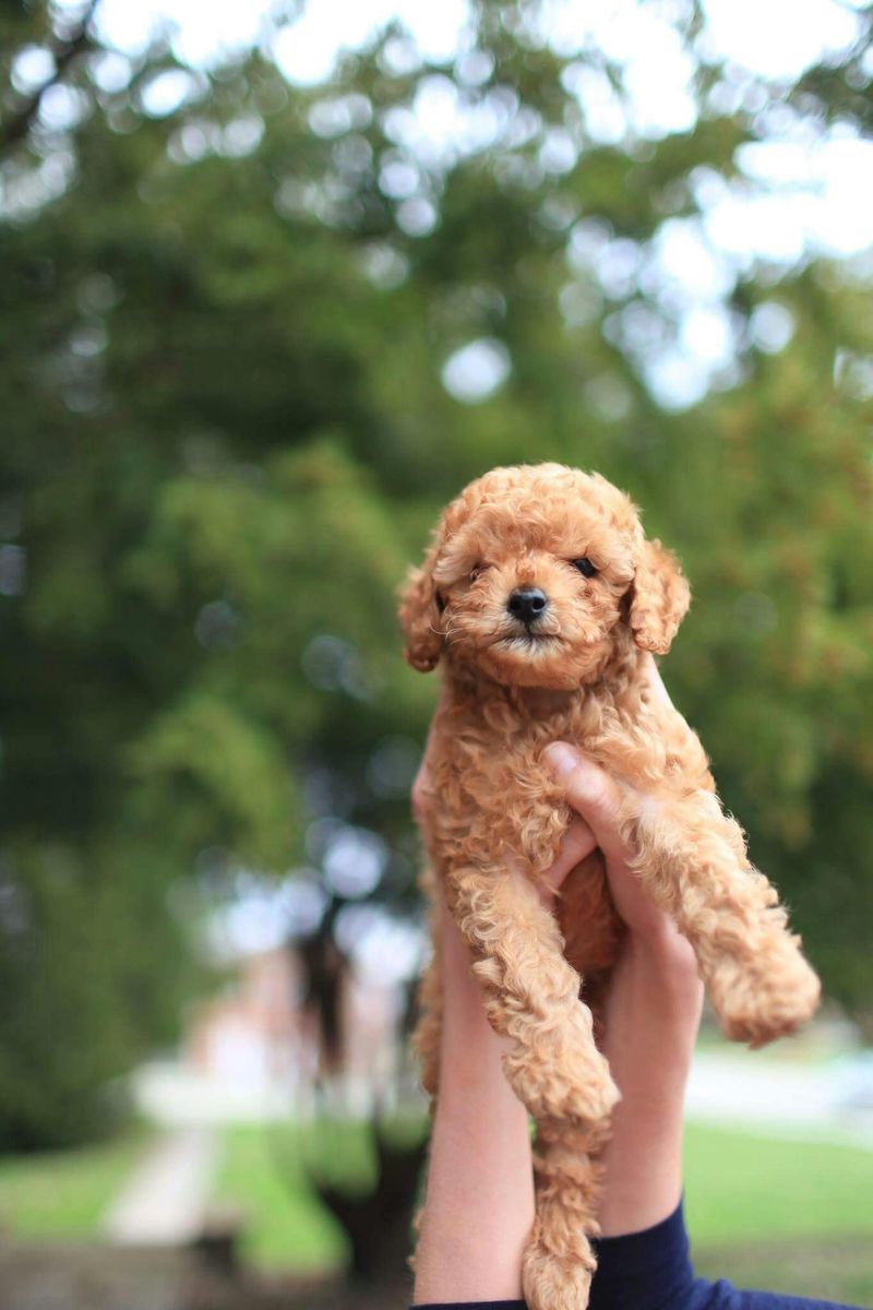 Toy Poodle