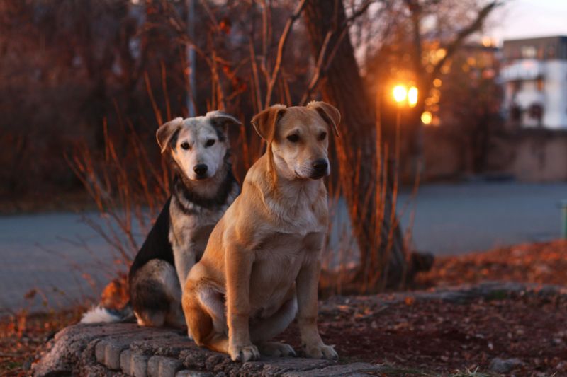 Offer a Small Reward (if Safe to Do So)