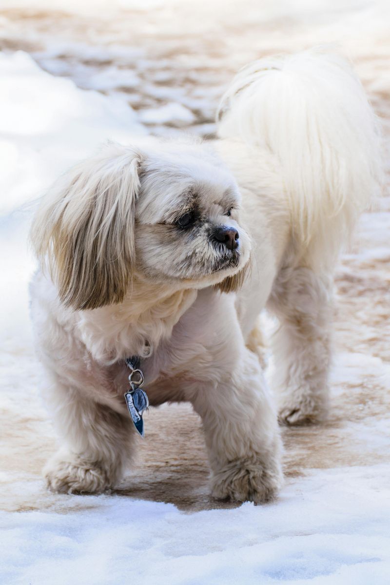 Maltese