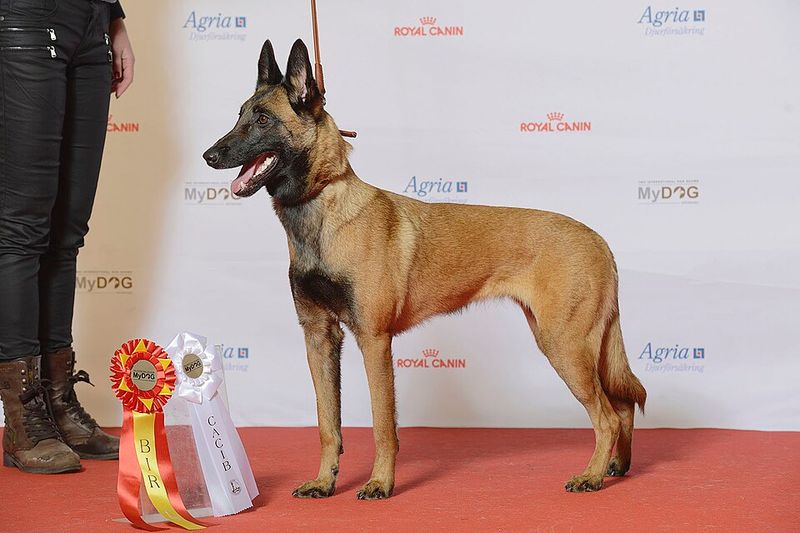 14 dog breeds that feel safest with one confident owner leading 7 Belgian Malinois
