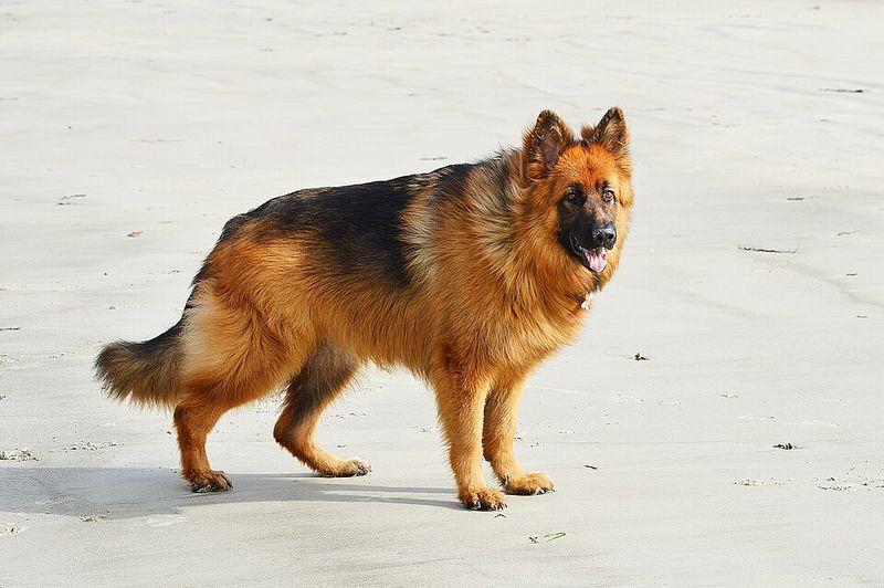 11 dogs that quietly wait the longest in shelters 4 German Shepherd