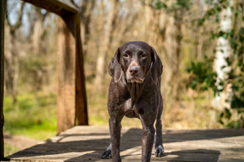 German Shorthaired Pointer