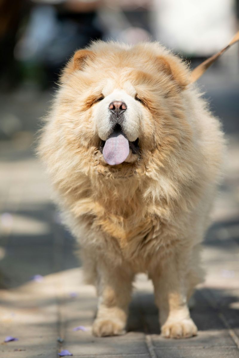 Some Breeds Are Better at Ignoring Chaos Than Joining It - 14 Dogs That Prove It 11 Chow Chow