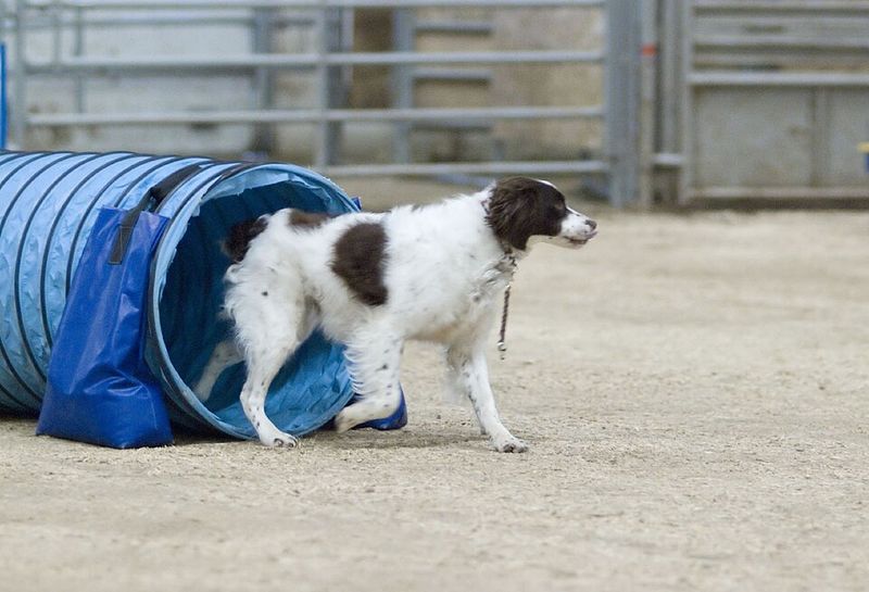 These 10 dog breeds do not greet guests - they launch a full entertainment program 8 Brittany