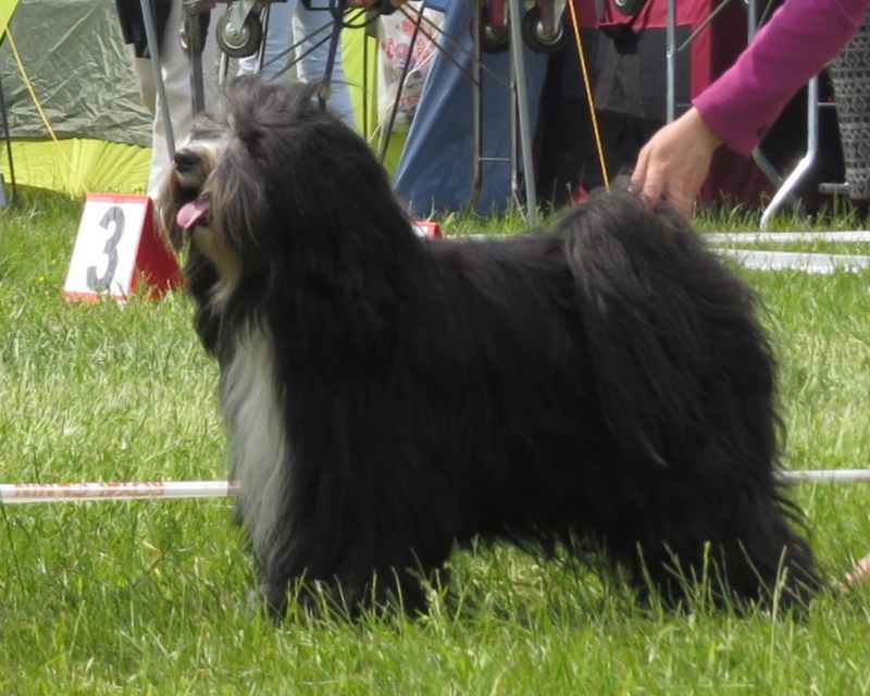 Tibetan Terrier