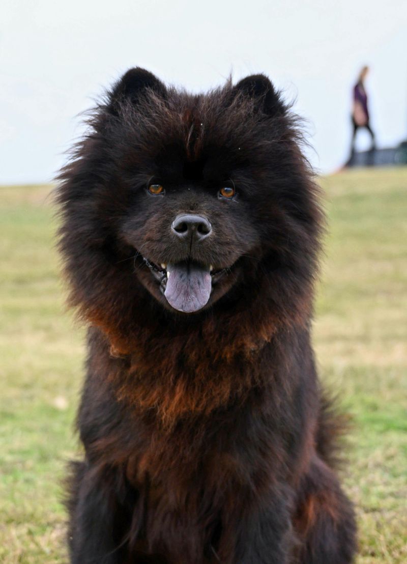 27 High-Maintenance Dog Breeds That Can Test Even Experienced Owners 12 Chow Chow