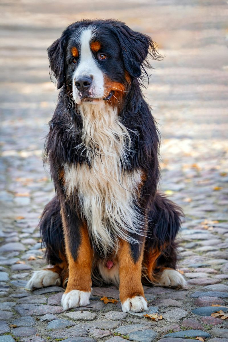 11 dog breeds that adore children without getting jealous 8 Bernese Mountain Dog