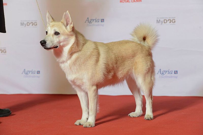 Norwegian Buhund
