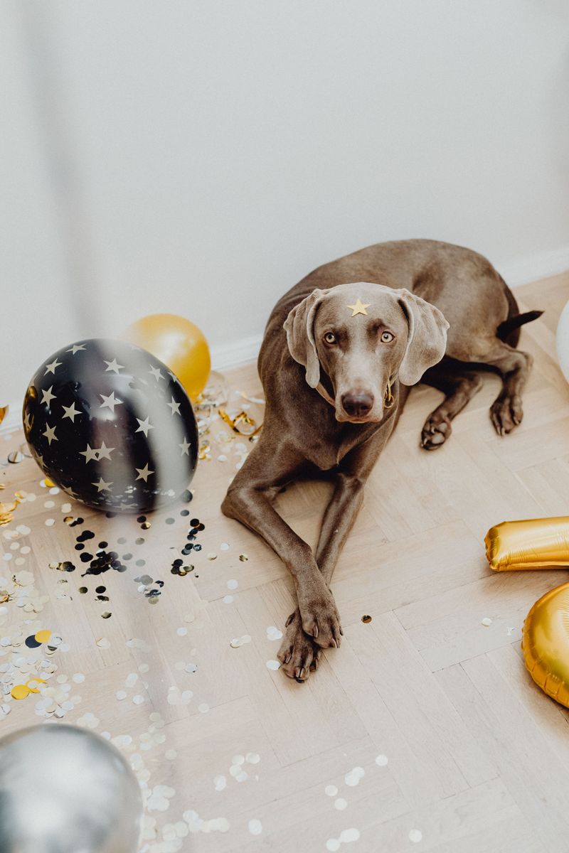 If your schedule changes often, these dog breeds deserve a little extra understanding 6 Weimaraner