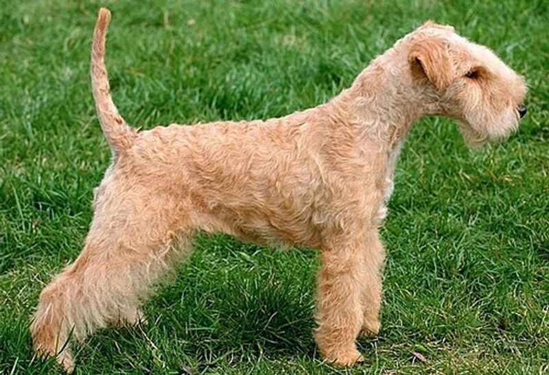 15 dog breeds that would look completely natural in an old black-and-white film 10 Lakeland Terrier