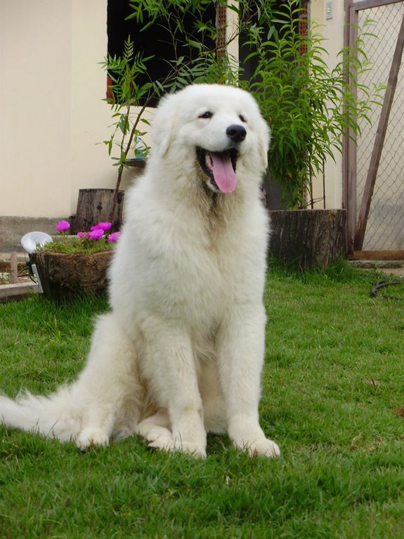 18 Independent Outdoor Dog Breeds That Are Happiest With Farms, Fields And Freedom 9 Kuvasz