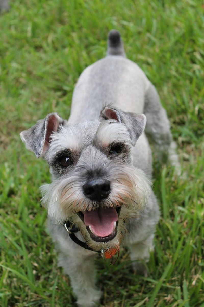 25 Small Dog Breeds Beginners Can Confidently Handle 15 Miniature Schnauzer