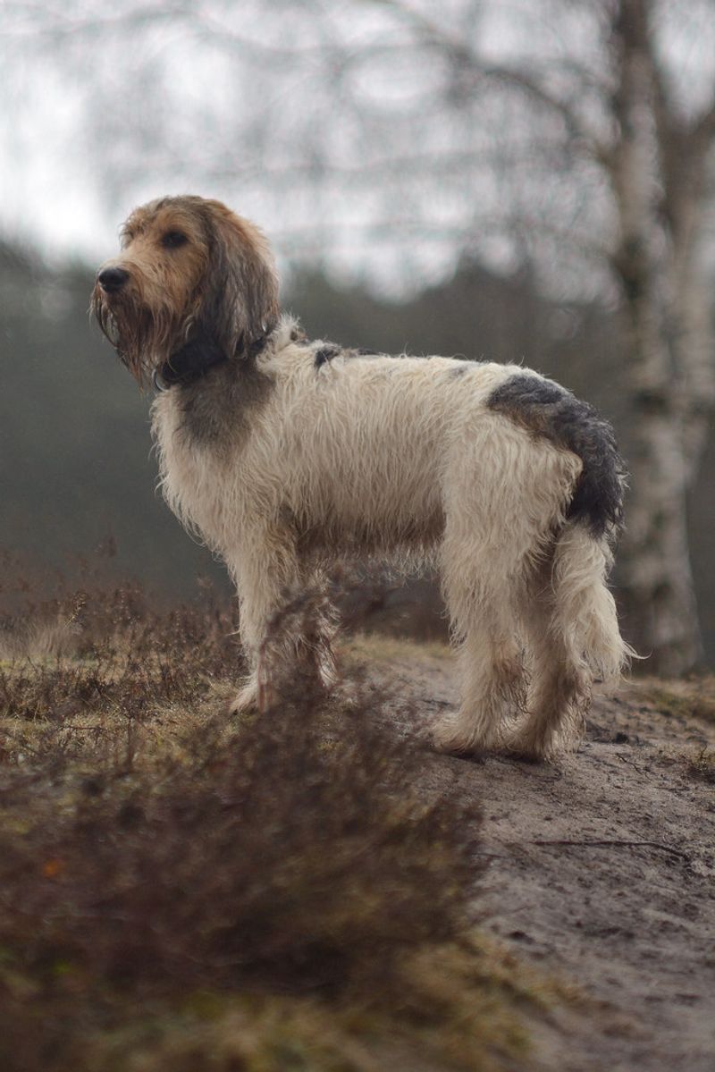 Grand Basset Griffon Vendéen