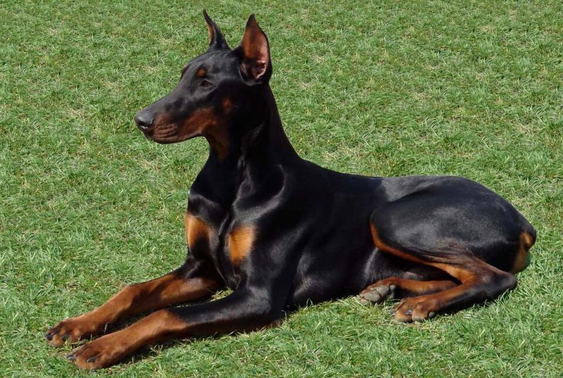 These 11 dog breeds seem to read your mind - These 2 barely acknowledge your existence 8 Doberman Pinscher
