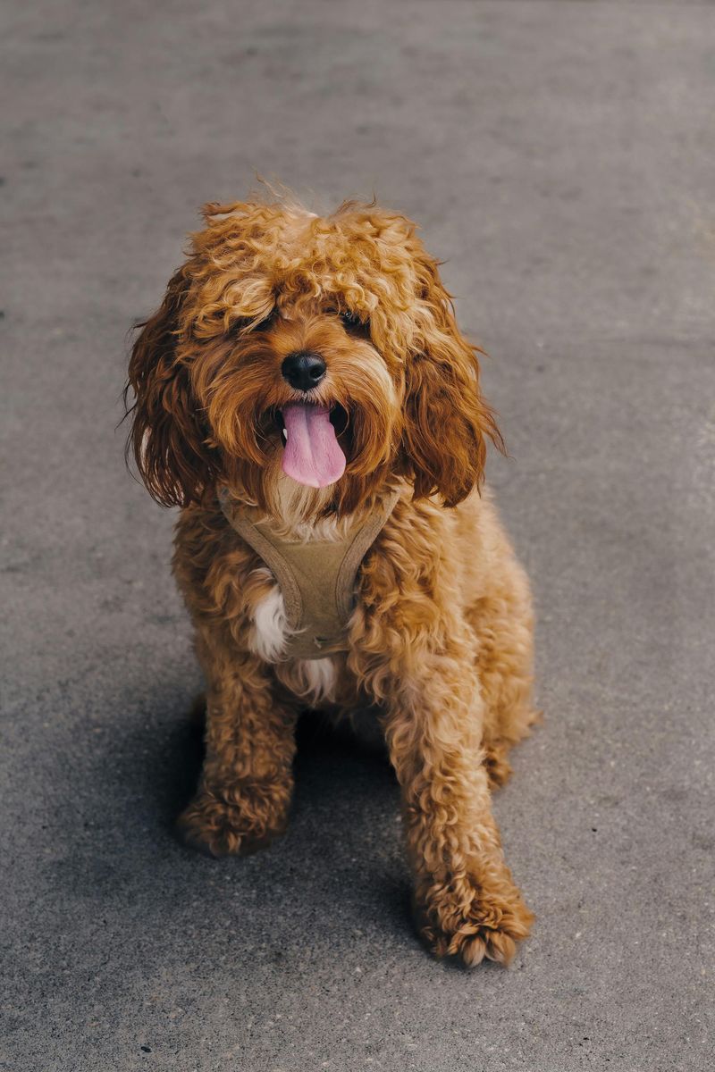 25 Popular Doodle Dog Breeds Gaining Attention in 2025 7 Cavapoo