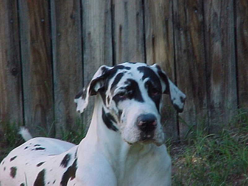 Great Dane